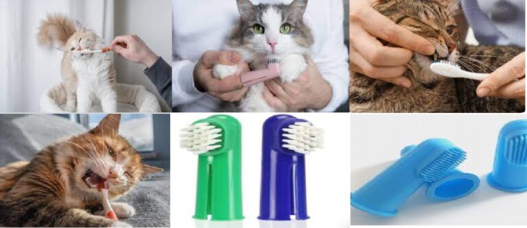 Best Cat Toothbrushes
