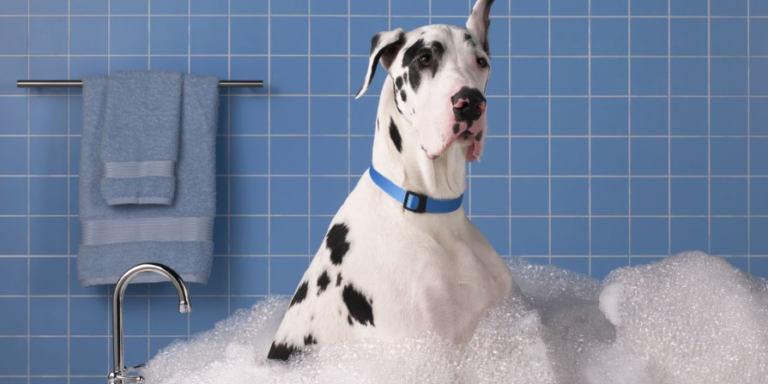 Best Dog Shampoo For Itchy Skin USA